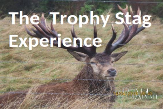The Trophy Stag Experience